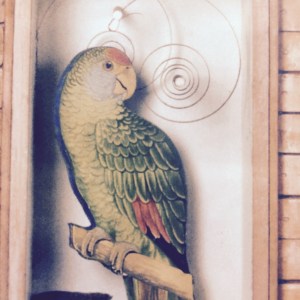 Cornell parrot